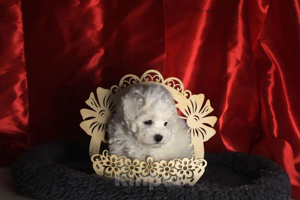 Собаки в Нижнем Новгороде: Девочка Бишон-фризе с документами. Девочка, 80 000 руб. - фото 7