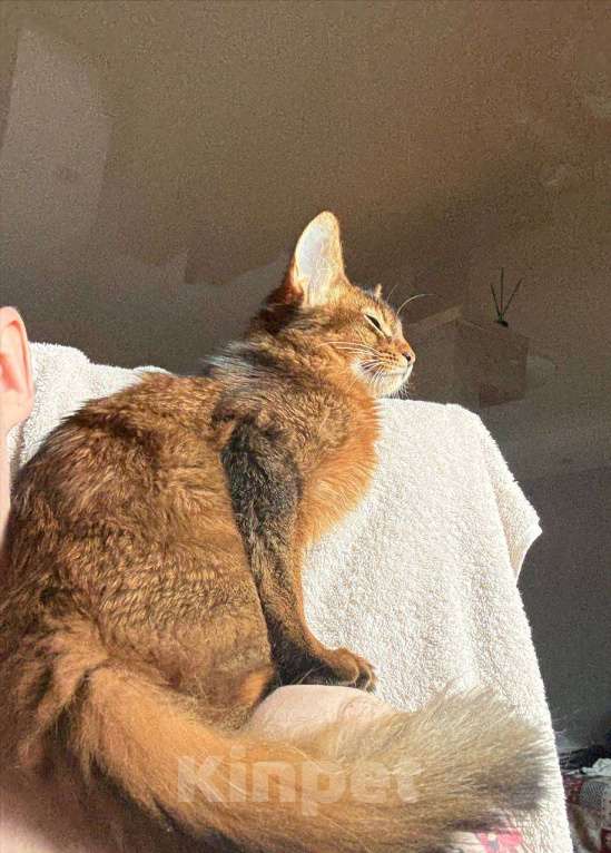 Кошки в Ижевске: Сомалийский котеночек 6 мес. Мальчик, 10 000 руб. - фото 4