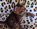 Кошки в Минеральном Воде: Бенгальский котенок -кошечка в разведение с докуме, 20 000 руб. - фото 5