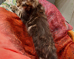Кошки в Ливны: Котята мейн кун, 10 000 руб. - фото 9