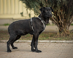 Собаки в Москве: Молодой пёс Лукас из приюта ищет дом Мальчик, 10 руб. - фото 8