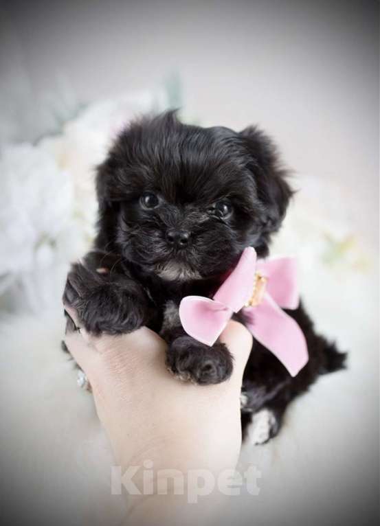 Собаки в Москве: Мальтипу Девочка, 60 000 руб. - фото 2