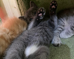 Кошки в Санкт-Петербурге: Котенок Соня Девочка, Бесплатно - фото 4
