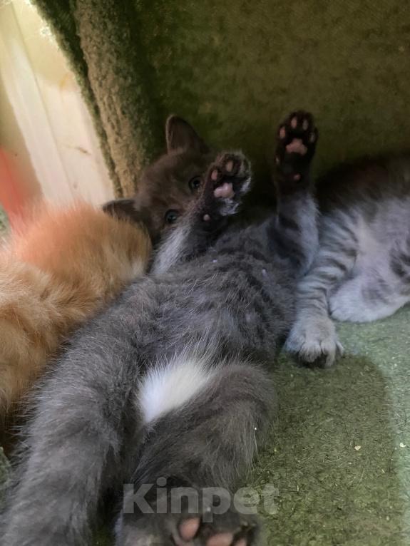 Кошки в Санкт-Петербурге: Котенок Соня Девочка, Бесплатно - фото 4