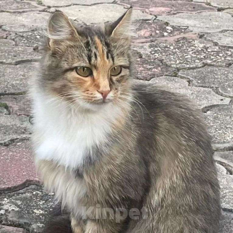 Кошки в Москве: Через две недели кошечка останется одна в пустом СНТ  Девочка, Бесплатно - фото 4