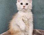Кошки в Мытищах: Котенок Мейн-кун Мальчик, 50 000 руб. - фото 9