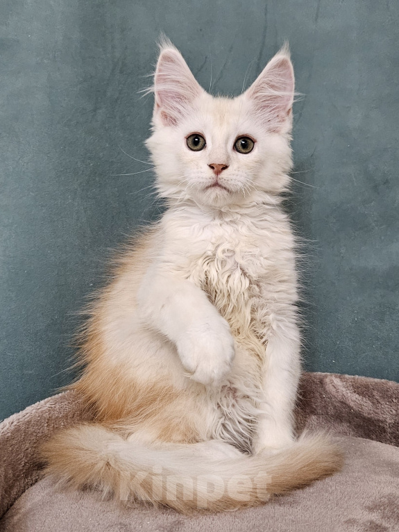 Кошки в Мытищах: Котенок Мейн-кун Мальчик, 50 000 руб. - фото 9