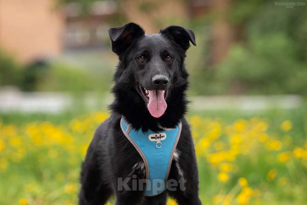 Собаки в Москве: Оникс - отгоняет от себя весь негатив Мальчик, Бесплатно - фото 3