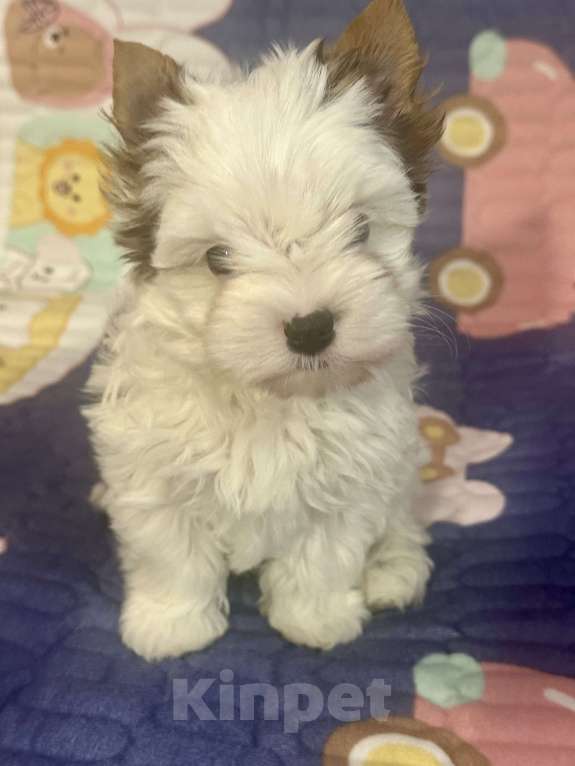 Собаки в Москве: Бивер Йорк мальчик Мальчик, 40 000 руб. - фото 1