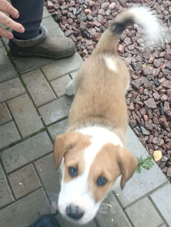 Собаки в других городах Ленинградской области: Маленький пёс Мальчик, Бесплатно - фото 9