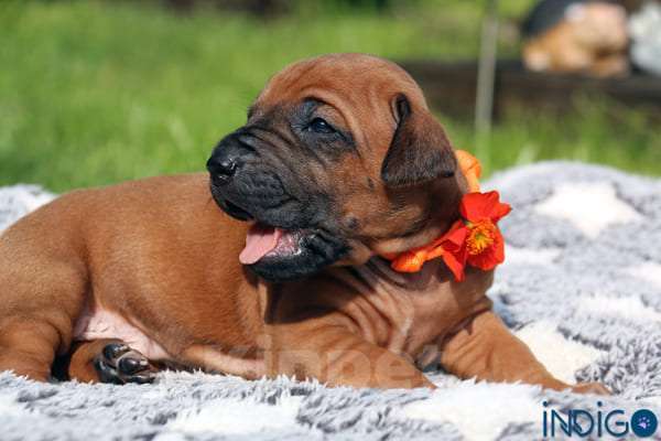 Собаки в Санкт-Петербурге: Щенки родезийского риджбека. Питомник РКФ Мальчик, Бесплатно - фото 4