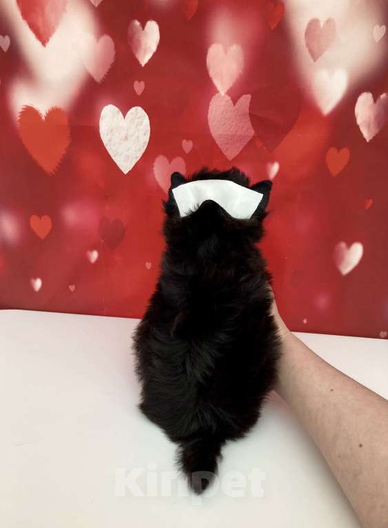 Собаки в Москве: Цветной йорк мальчик стандарт бэби фейс Мальчик, 50 000 руб. - фото 4