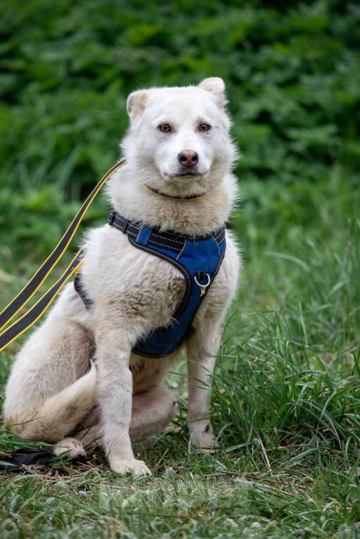 Собаки в Всеволожске: Белла 2 из приюта в добрые руки Девочка, Бесплатно - фото 10
