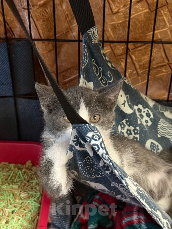 Кошки в Сосновом Бору: Котенок Кексик Мальчик, Бесплатно - фото 9