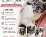 Кошки в Москве: Ласковая кошечка в добрые руки Девочка, 100 руб. - фото 4