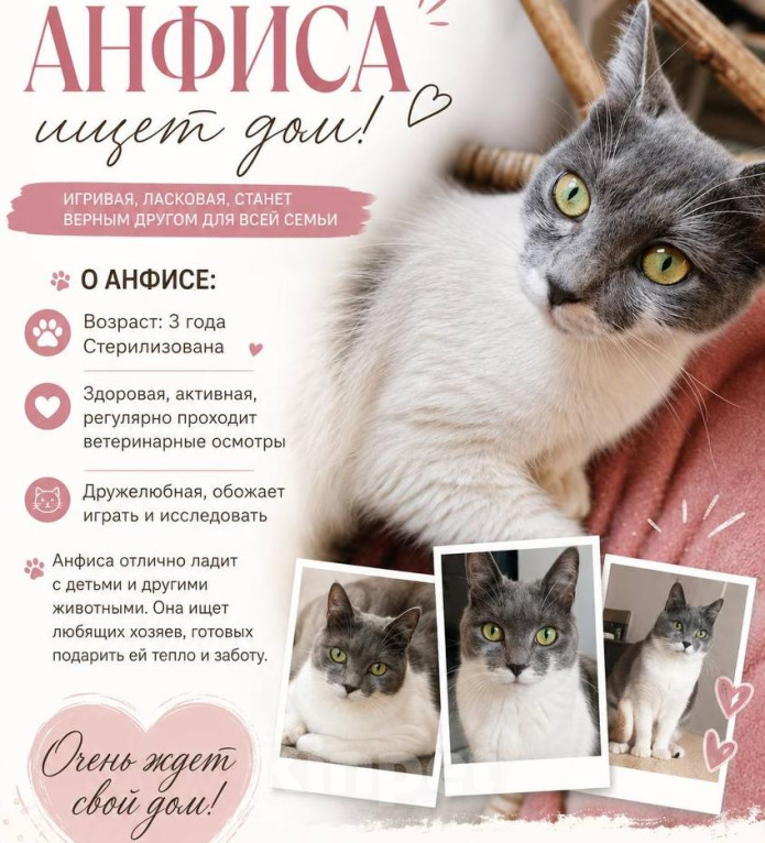 Кошки в Москве: Ласковая кошечка в добрые руки Девочка, 100 руб. - фото 4