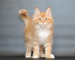 Кошки в Екатеринбурге: Дионис рыжуня мальчик Мальчик, 50 000 руб. - фото 2