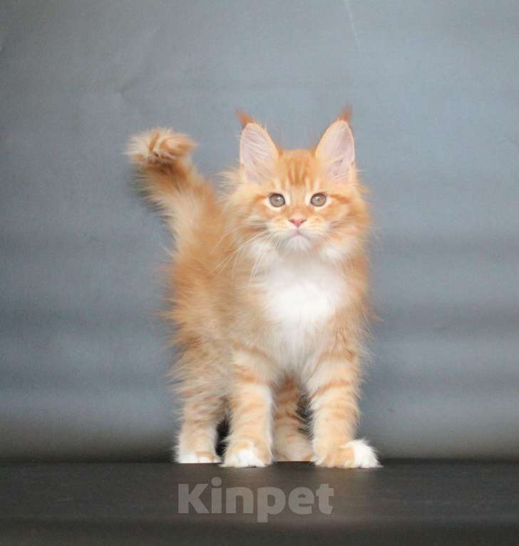 Кошки в Екатеринбурге: Дионис рыжуня мальчик Мальчик, 50 000 руб. - фото 2