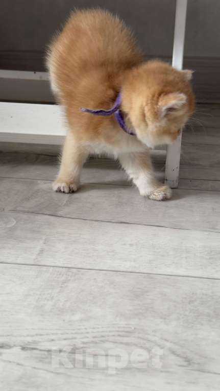Кошки в Томске: Золотая шиншилла Девочка, 32 000 руб. - фото 5
