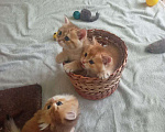 Кошки в Краснодаре: Котята Золотой шиншиллы Мальчик, Бесплатно - фото 6