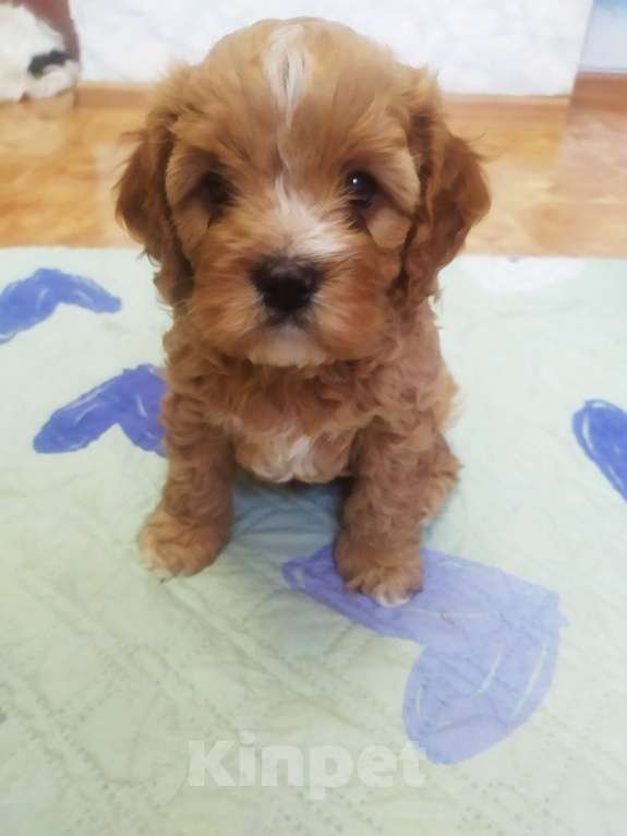 Собаки в Москве: Щенок Кавапу  Мальчик, 65 000 руб. - фото 3