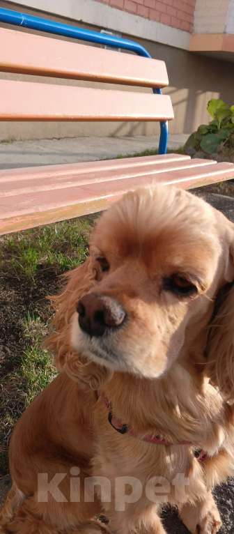 Собаки в Челябинске: Щенок мальчик Мальчик, 25 000 руб. - фото 4