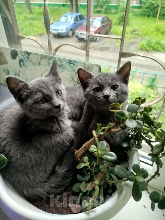 Кошки в Липецке: Отдам в добрые руки ❤️ Девочка, Бесплатно - фото 3