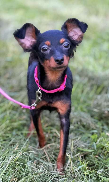 Собаки в Санкт-Петербурге: Пражский крысарик щенки Девочка, Бесплатно - фото 3