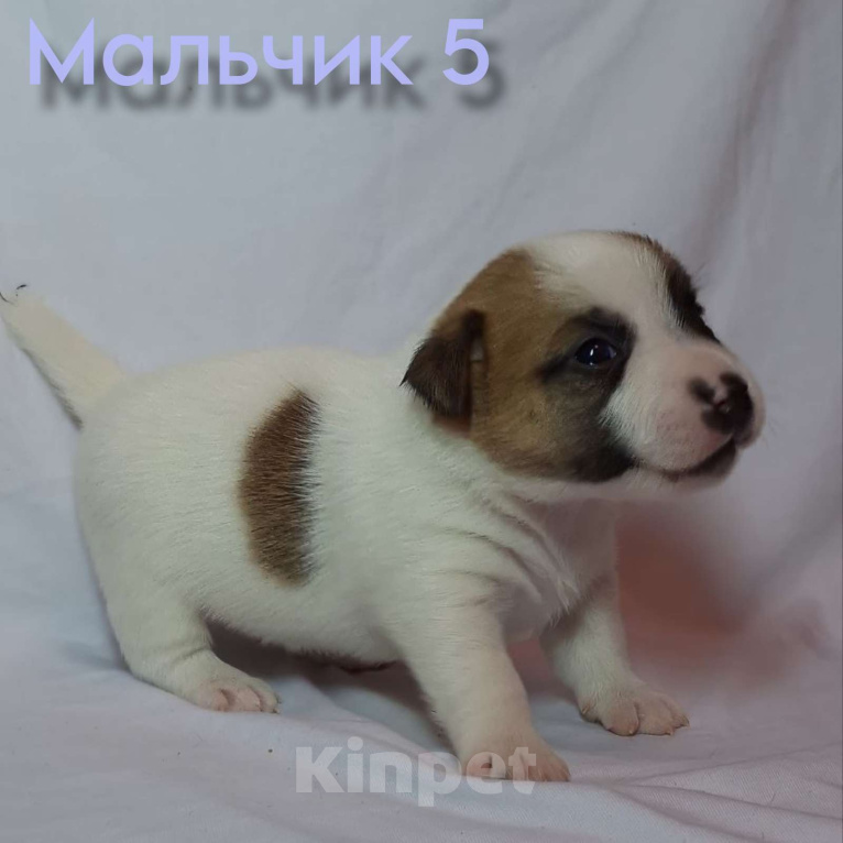Собаки в Новосибирске: Бронирование щенков Джек-рассел-терьер  Мальчик, Бесплатно - фото 1
