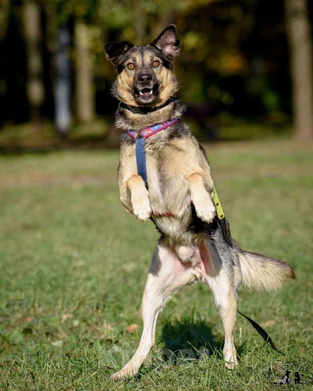 Собаки в Москве: -Москва, услышьте зов Персея!  Мальчик, 1 руб. - фото 4