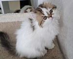 Кошки в Ярославле: Шотландская длинношерстная девочка Девочка, 35 000 руб. - фото 2