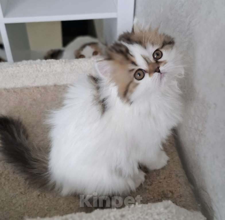 Кошки в Ярославле: Шотландская длинношерстная девочка Девочка, 35 000 руб. - фото 2