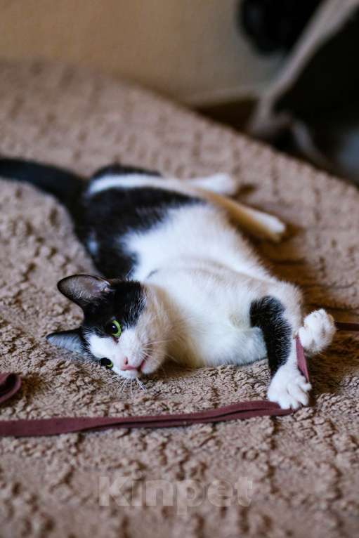 Кошки в Москве: Котенок в добрые руки Мальчик, Бесплатно - фото 5