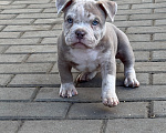 Собаки в других городах Московской области: Девочка AMERICAN BULLY 🔥🔥🔥 Девочка, 120 000 руб. - фото 2