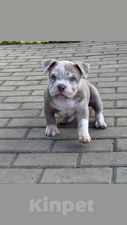 Собаки в других городах Московской области: Девочка AMERICAN BULLY 🔥🔥🔥 Девочка, 120 000 руб. - фото 2
