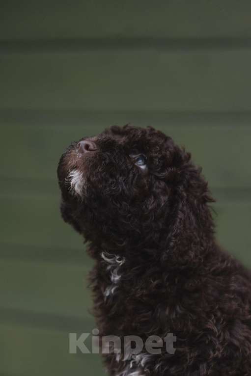 Собаки в Санкт-Петербурге: БУРБОН Мальчик, 220 000 руб. - фото 2