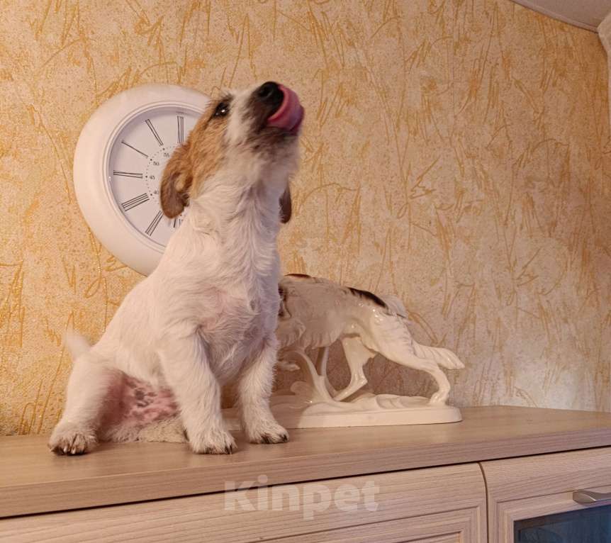 Собаки в других городах Краснодарского края: Мальчик Джек Рассел терьер Мальчик, 25 000 руб. - фото 5