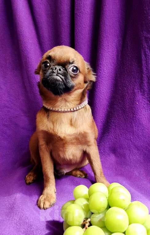 Собаки в Москве: Пти-брабансон ярко-рыжий мальчик Мальчик, 40 000 руб. - фото 3