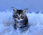 Кошки в Кудрово: Котенок мейн-кун, мальчик , шейдед линия Мальчик, Бесплатно - фото 2