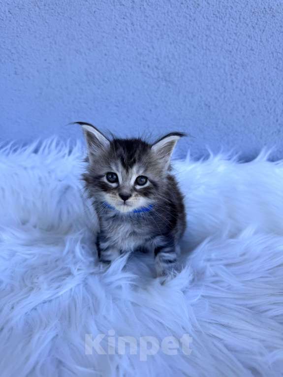 Кошки в Кудрово: Котенок мейн-кун, мальчик , шейдед линия Мальчик, Бесплатно - фото 2