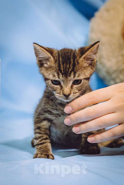 Кошки в Москве: Котенок мальчик в добрые руки Мальчик, 10 руб. - фото 5