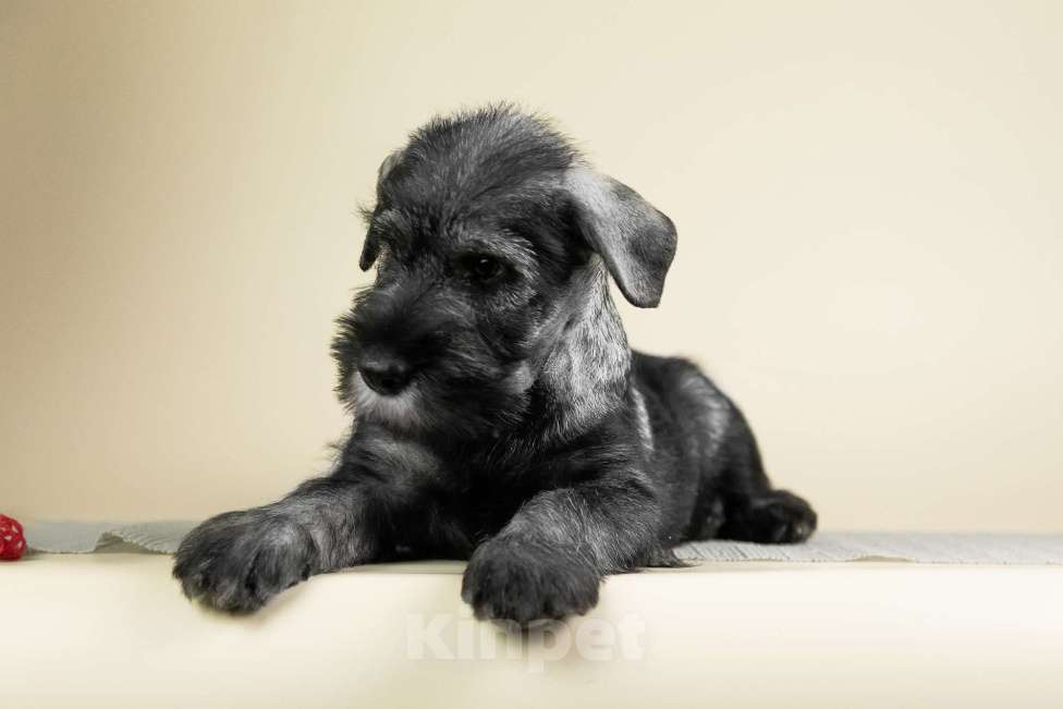 Собаки в Нижнем Новгороде: Щенок Шнауцера (миттельшнауцера) Девочка, 50 000 руб. - фото 3