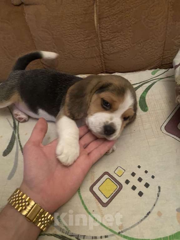 Собаки в Ростове-на-Дону: Девочка бигль  Девочка, 20 000 руб. - фото 8