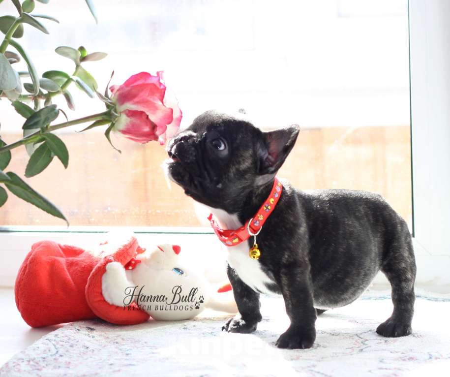 Собаки в Санкт-Петербурге: Щенки французского бульдога, мальчик и девочки Разнополые, 35 000 руб. - фото 2