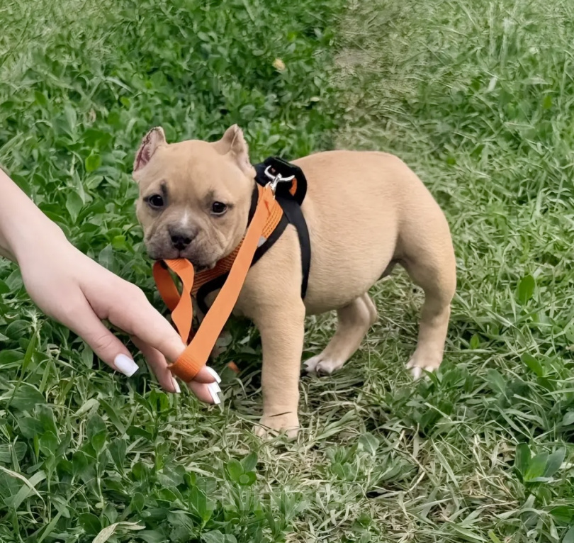 Собаки в других городах Воронежской области: Американский булли щенок Девочка, 120 000 руб. - фото 4