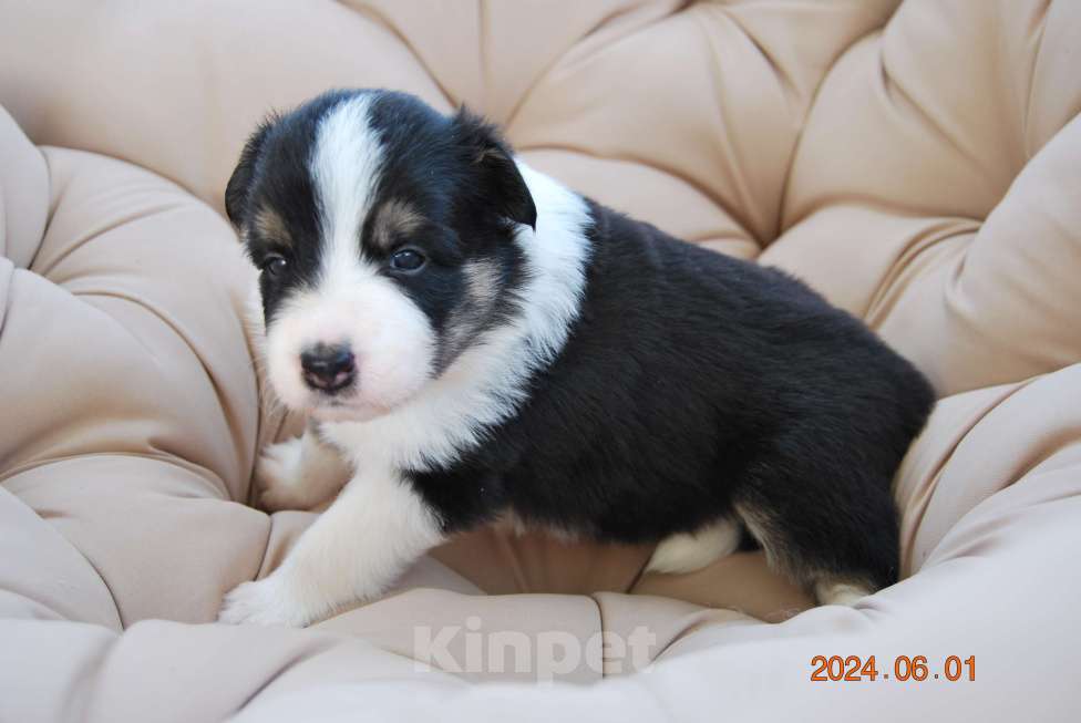Собаки в Саранске: 4 Мальчик, 40 000 руб. - фото 1