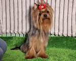Собаки в Москве: Йорк мальчик Мальчик, Бесплатно - фото 2