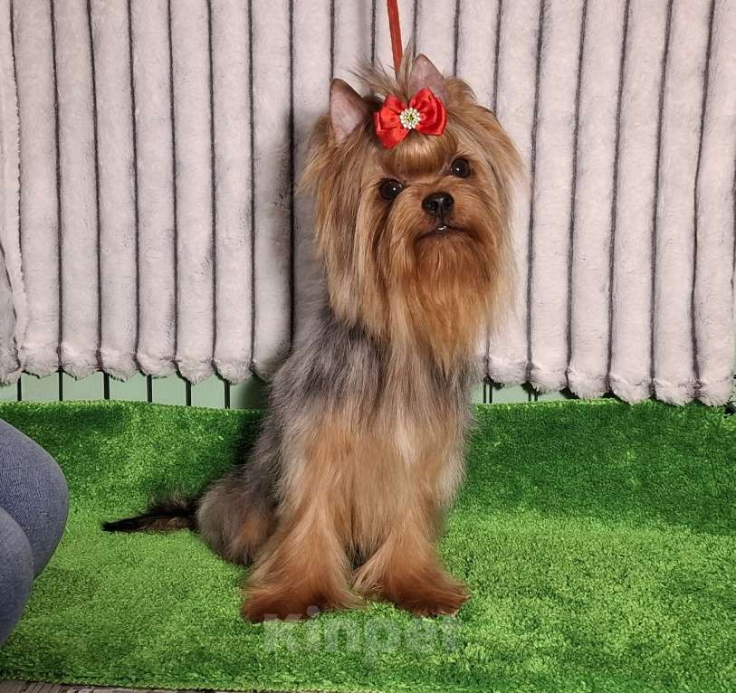 Собаки в Москве: Йорк мальчик Мальчик, Бесплатно - фото 2
