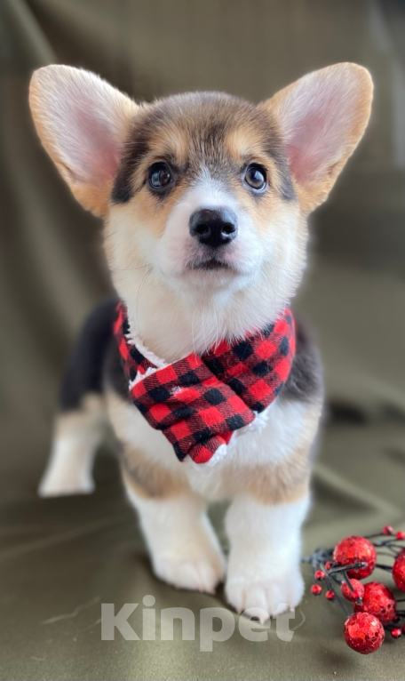 Собаки в Сергиеве Посаде: Красотка триколор вельш корги Девочка, 50 000 руб. - фото 3