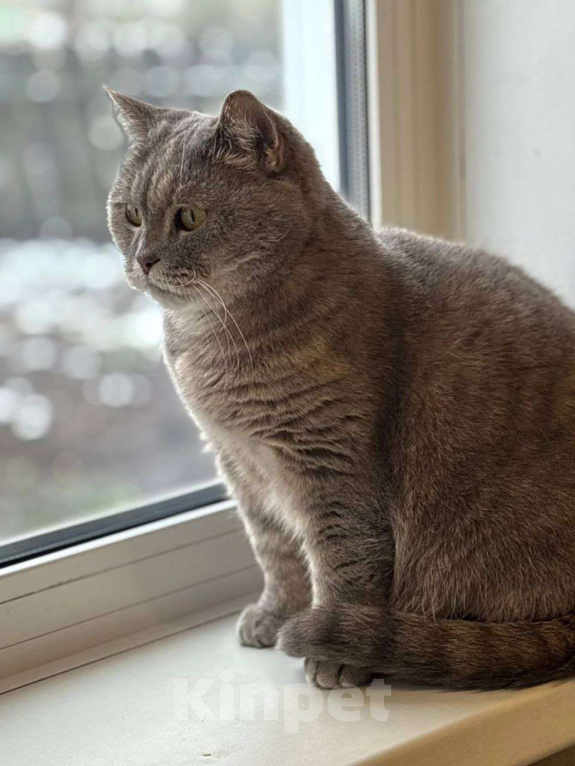 Кошки в Москве: Британка Тосенька ждет своего человека Девочка, Бесплатно - фото 4